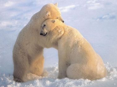 Bear-Hug-